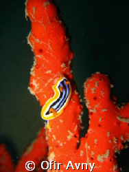 Pijama slug on a sponge by Ofir Avny 